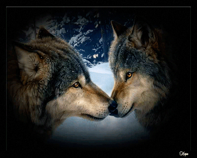 Гифки любовь и волки