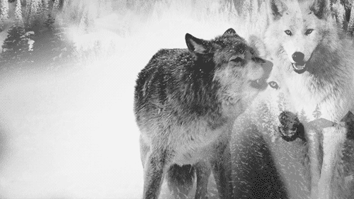 Гифки любовь и волки