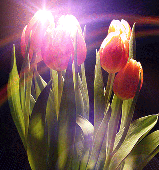2. Гифка весенние тюльпаны