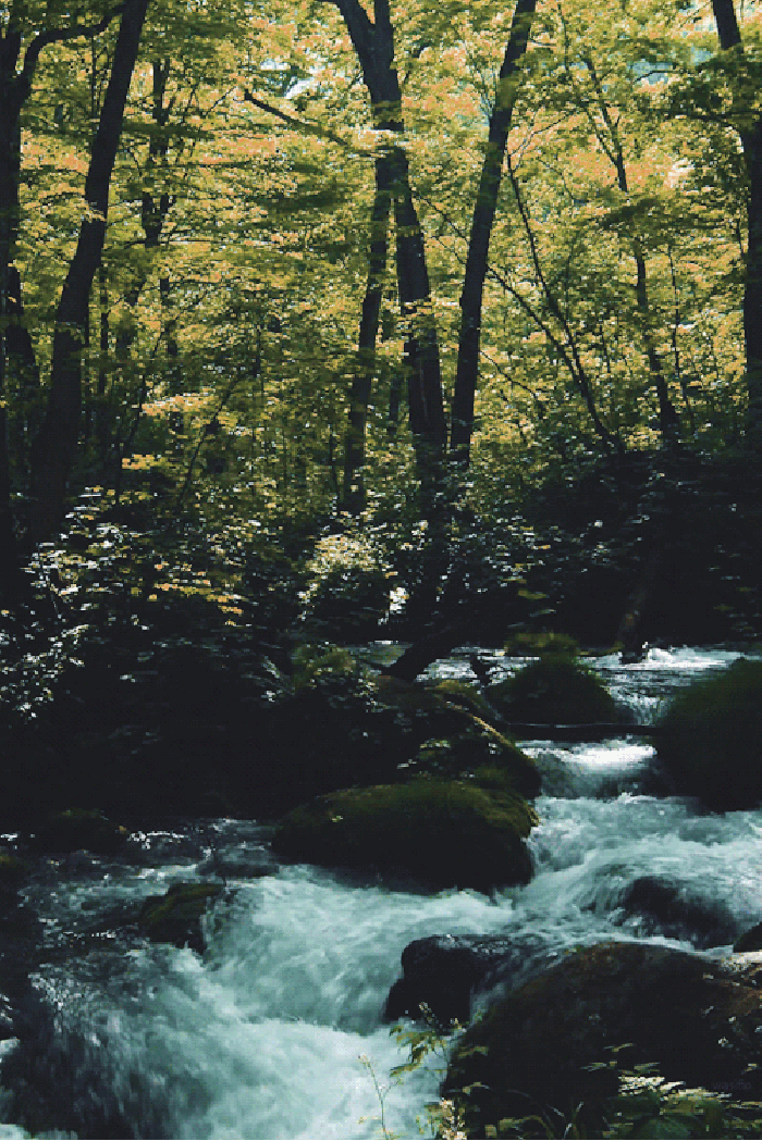 Гифки ручей в лесу