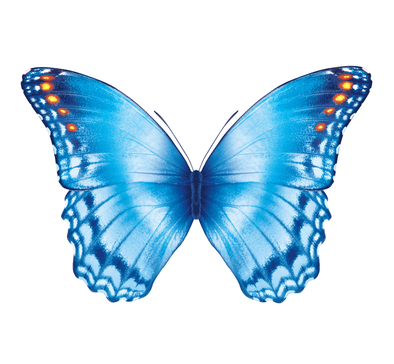 7. Гифка очень красивая бабочка на прозрачном фоне