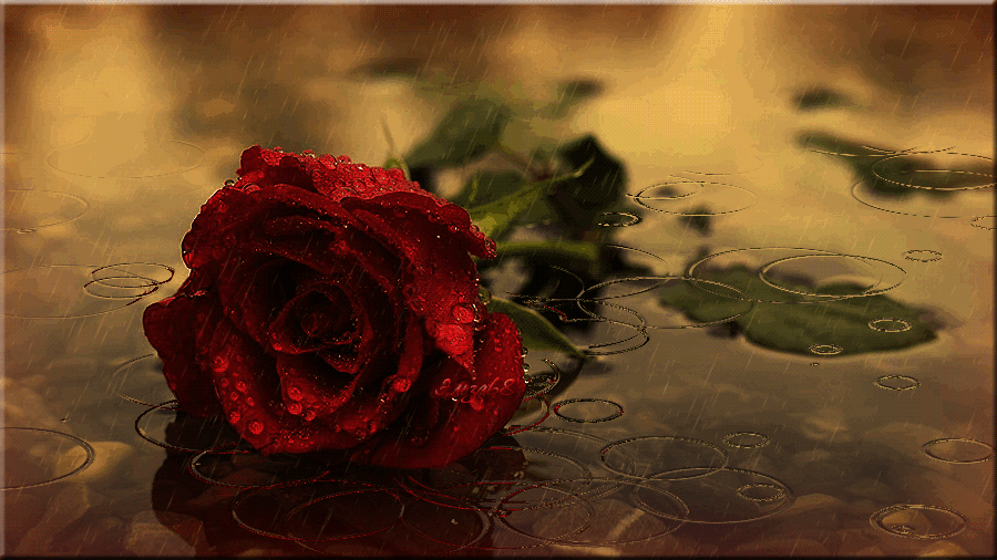 4. Необыкновенно красивая gif анимация с розой под дождём