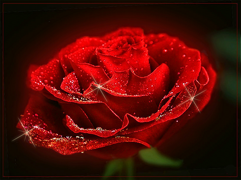 2. Красивая gif картинка мерцающая красная роза