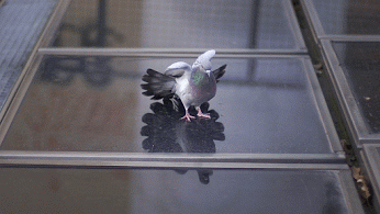 4. Гифка голубь на стекле