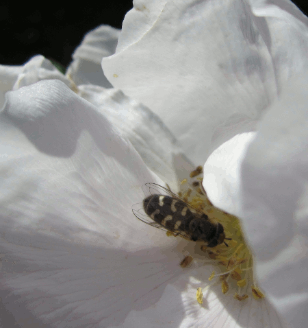 9. Гифка пчела собирает нектар