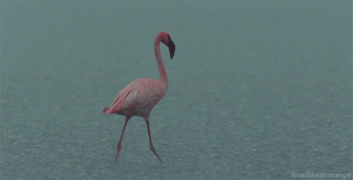 10. Гифка фламинго идёт по воде