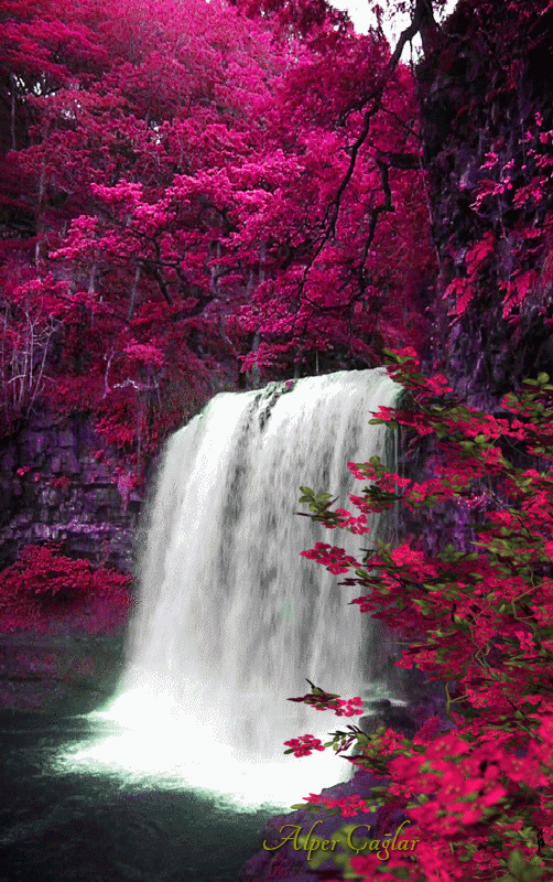 10. Гифка водопад среди фиолетовой сакуры