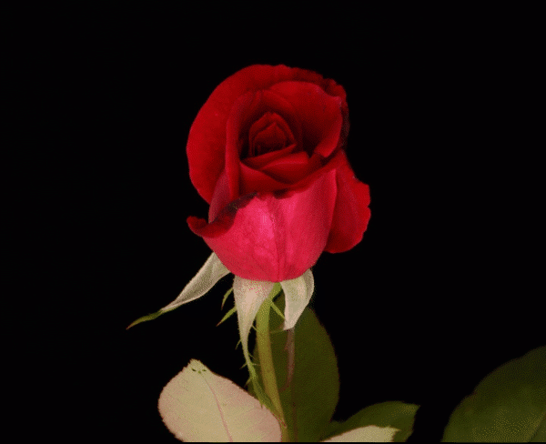 2. Красивая гфика красная роза распускается