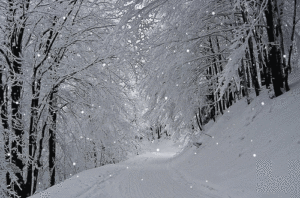 Гифка Падающий снег в зимнем лесу