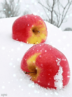 2. Gif картинка яблоки в снегу со стихами