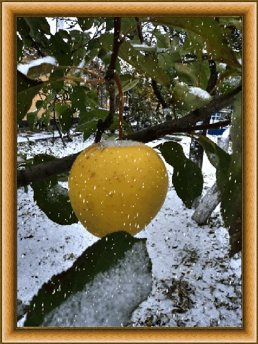 4. Картинка яблоки в снегу