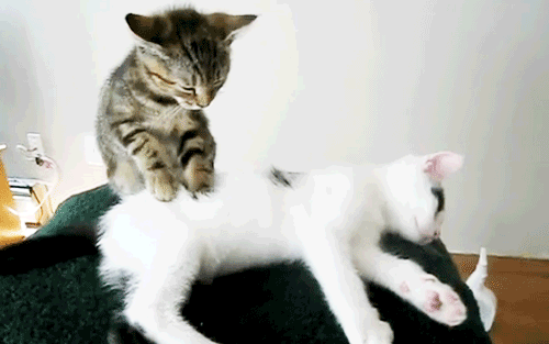 2. Гифка котик делает массаж