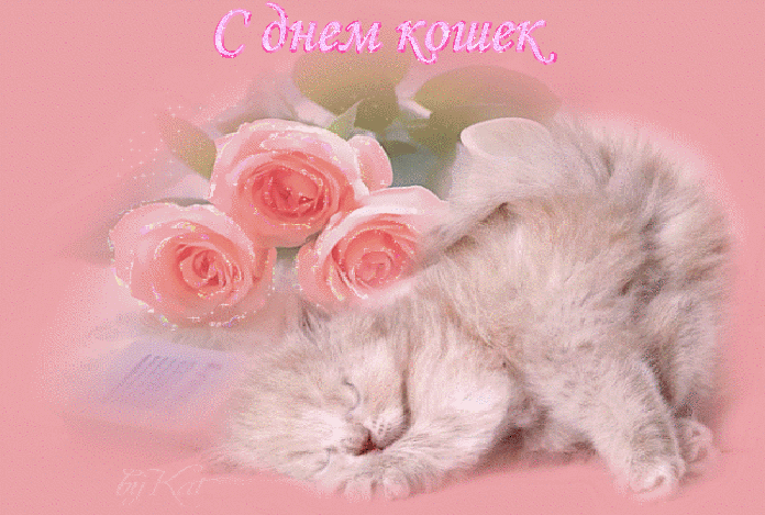 Гифки с днём кошек в России