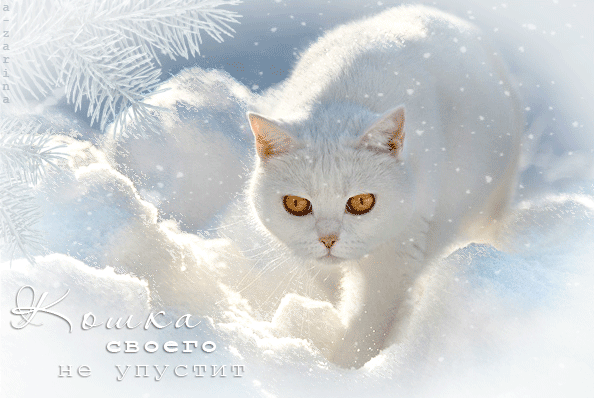 4. Гифка белая кошка, хорошего вам зимнего настроения!