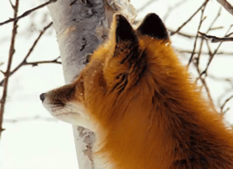 3. Gif картинка рыжая лиса под снегом