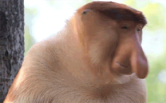 9. Гифка забавный обезьяний нос