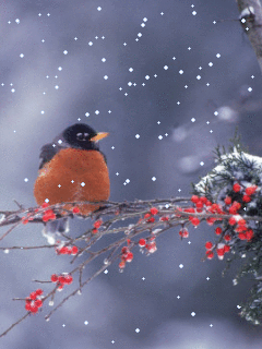 2. Гифка птицы на снегу красивые