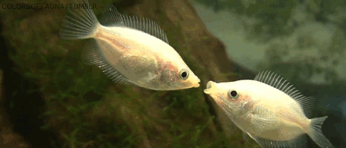 3. прикольная гифка рыбки целуются