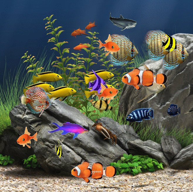 Живой аквариум. Рыбки плавают. Рыбки для аквариума. Плавающие рыбки на экране. Живые рыбки на рабочий