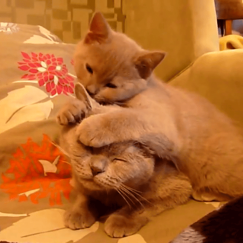 Гифки Коты обнимаются
