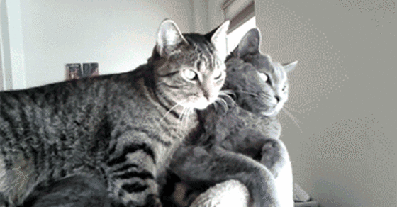 Гифки Коты обнимаются