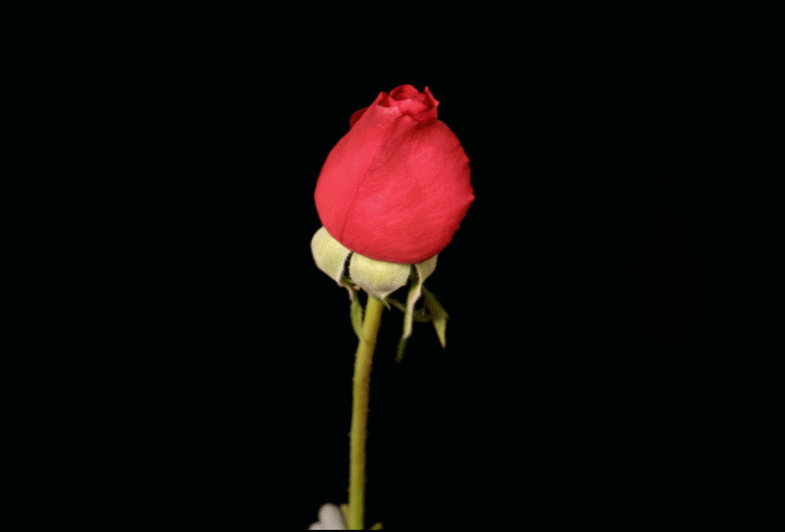 3. Гифка большая красивая тёмно красная роза