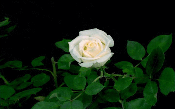 4. Гифка белая роза распускается