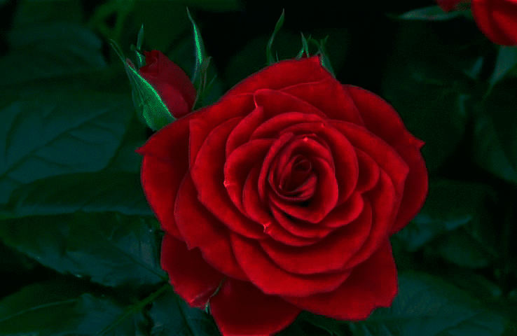 6. Гифка огромная красная роза