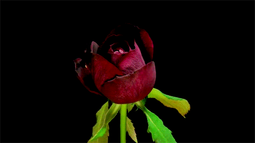 8. Анимация тёмно красная роза распускающийся бутон