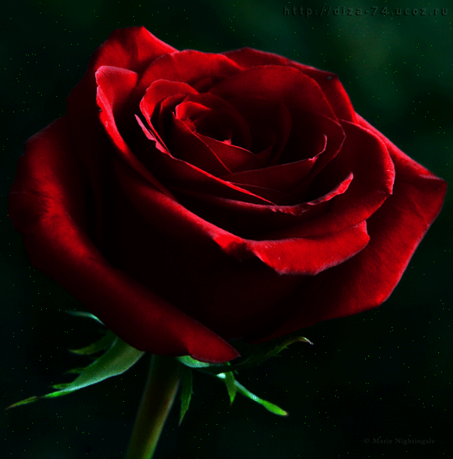 5. Gif картинка распускающаяся красная роза