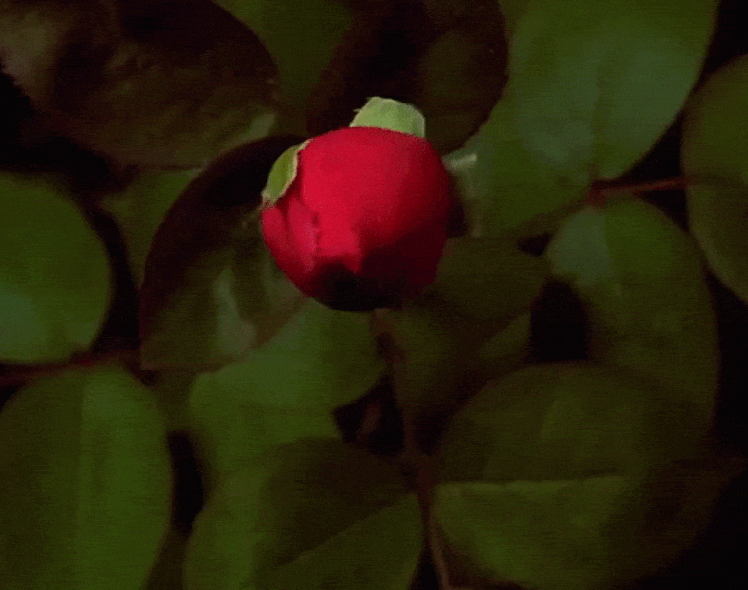 9. Гифка роза