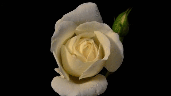 7. Гифка розовая роза