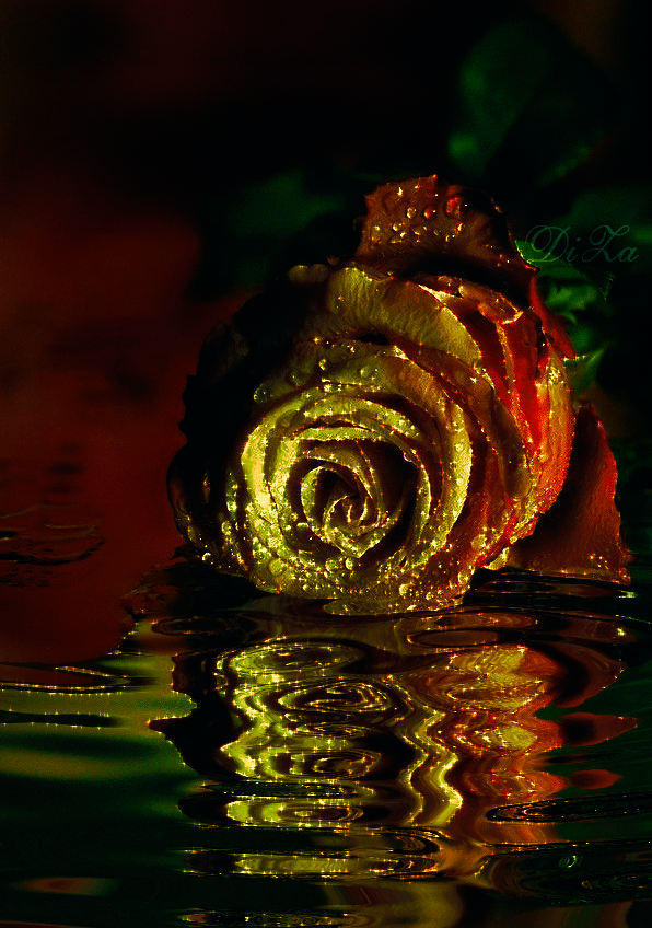 9. Гифка разноцветная роза