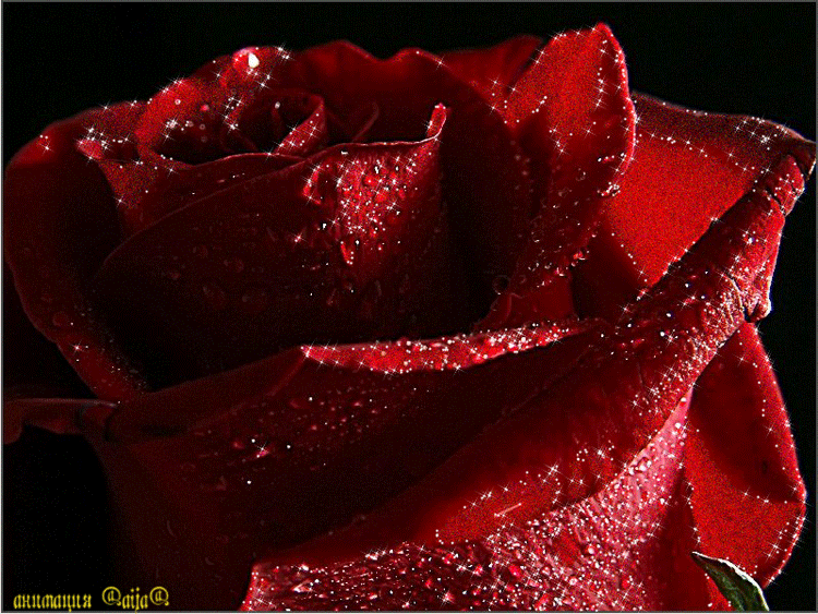 4. Гифка красная роза