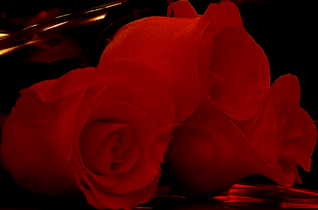 4. Гифка красиво мерцающие розовые розы