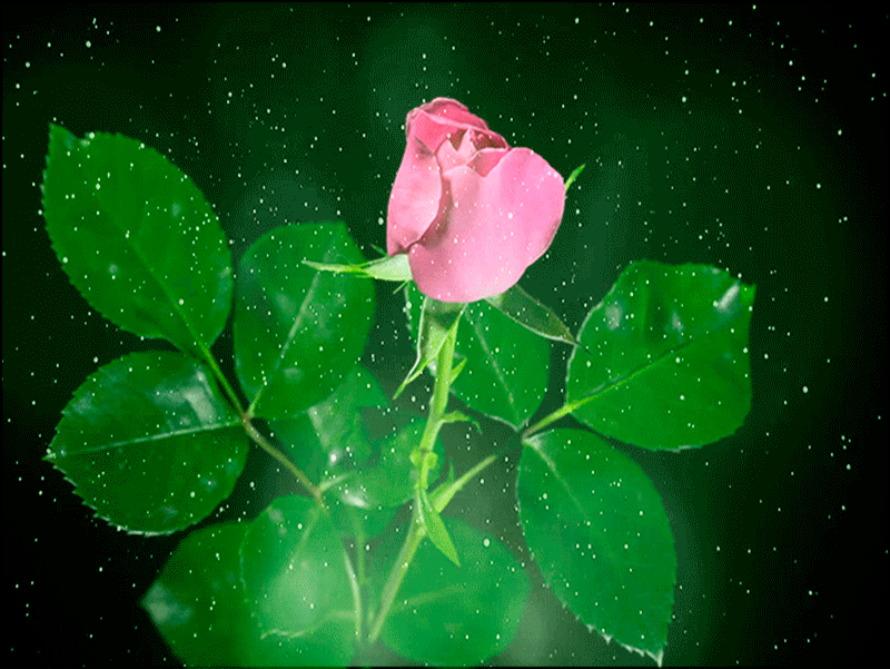 9. Гифка розовая роза