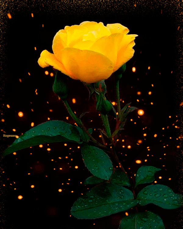 7. Gif картинка жёлтая роза