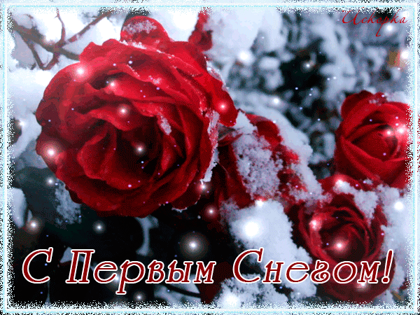 8. Прикольная гифка с первым снегом, розы в снегу!