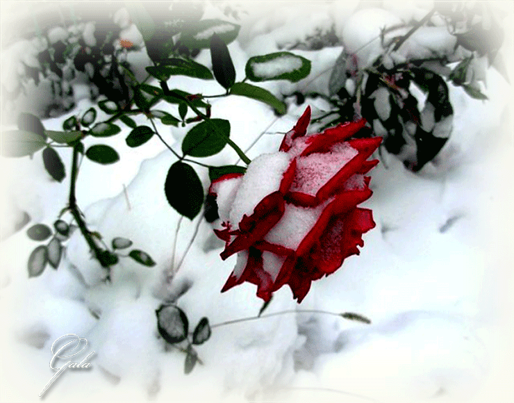 3. Гиф на розовую розу падает снег