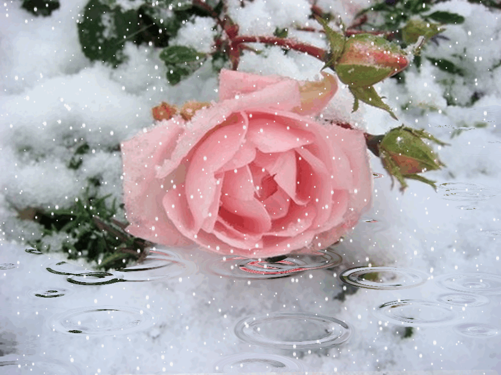 1. Гифка розы в снегу