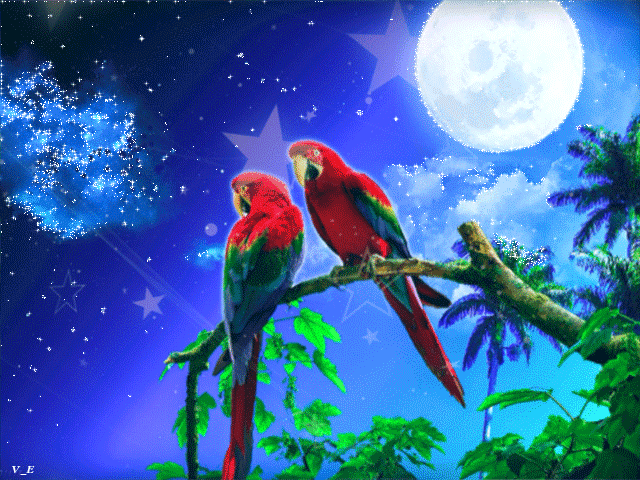 1. Гифка попугаи на фоне ночного неба