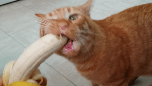 1. Смешная гифка кот ест банан