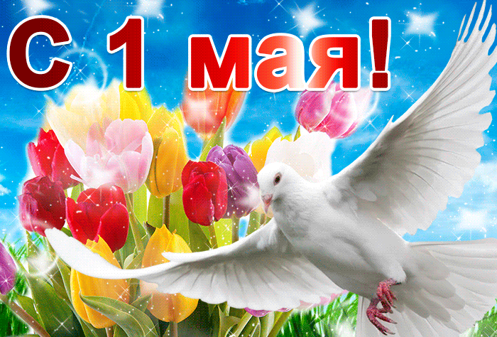 10. Очень красивая гиф картинка с 1 мая и белым голубем на фоне весенних тюльпанов!