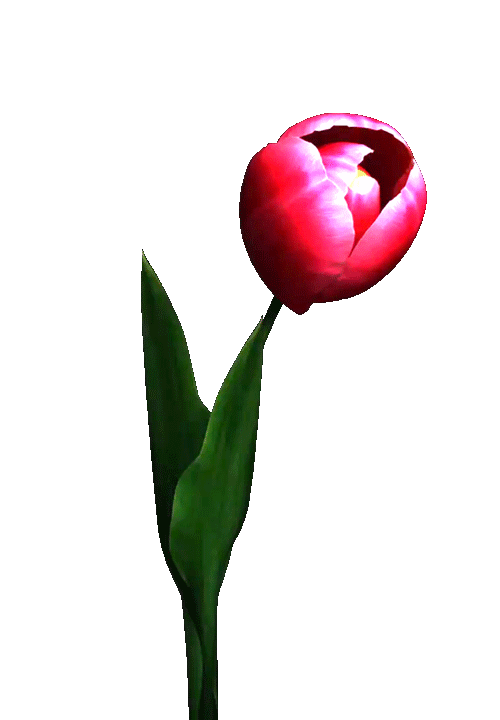 1. Гифка красный тюльпан на прозрачном фоне