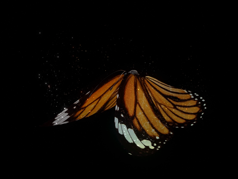 1. Очень красивая анимация с бабочкой на чёрном фоне