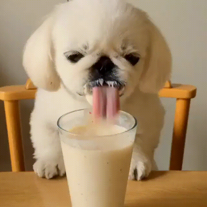 3. Гифка собака смешно пьёт молоко