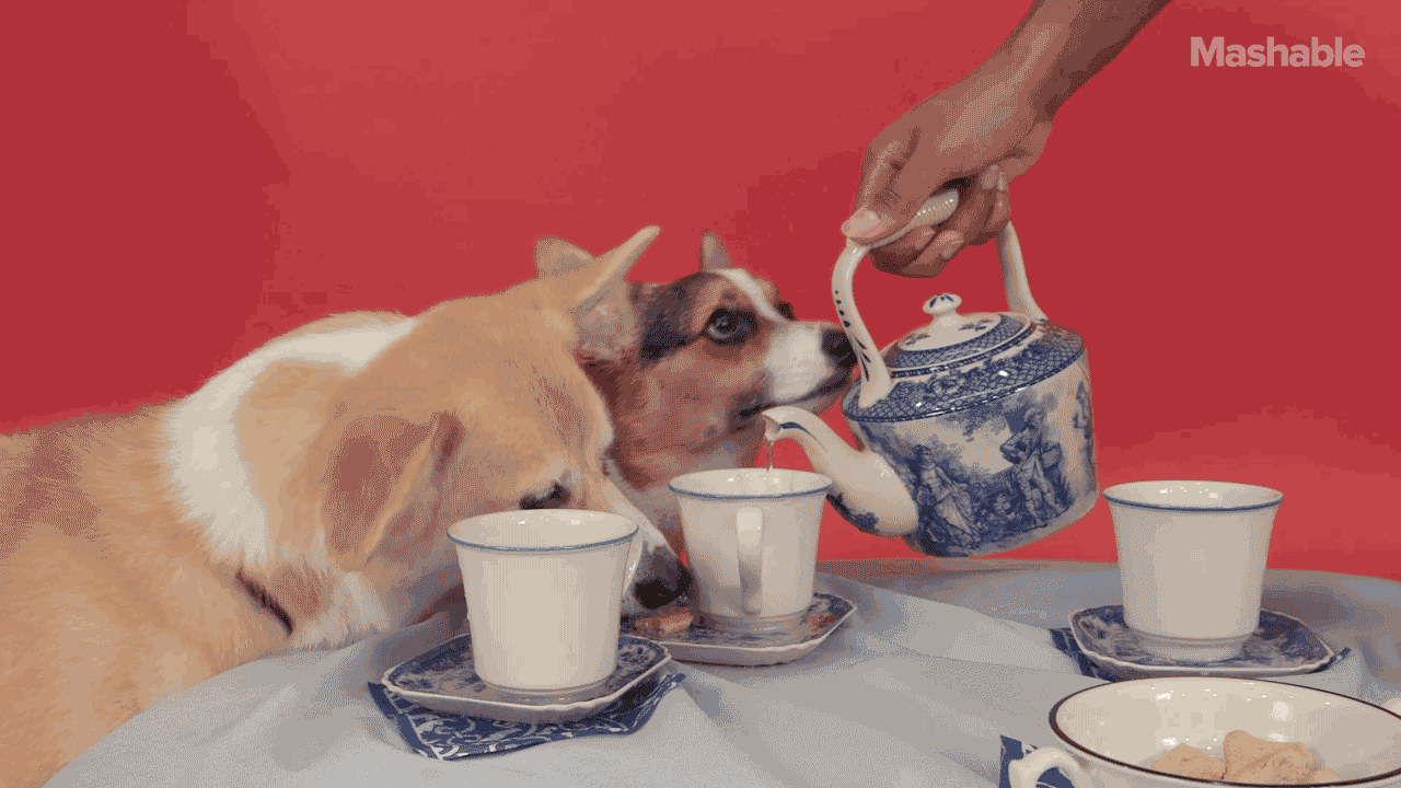5. Гифка собаки пьют чай