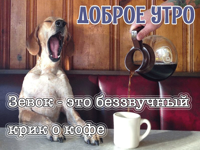 10. Смешная гифка с зевающей собакой, доброе утро! Зевок — это беззвучный крик о кофе
