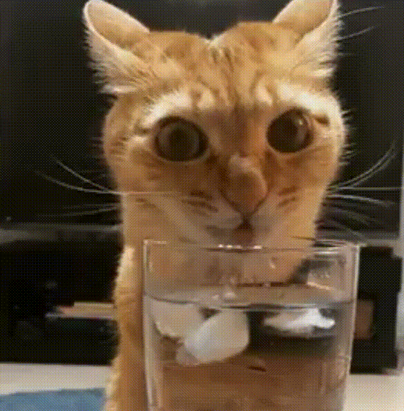 3. Гифка кот с похмелья пьёт воду
