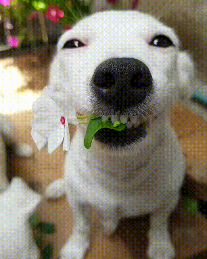 1. Gif картинка со смешной собачкой с цветком в зубах